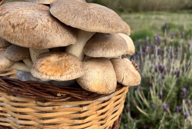 Pilze von Menorca – Exklusive Besichtigung und Verkostung